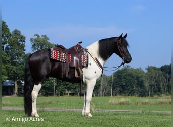 Friesian horses Mix, Gelding, 6 years, 15.2 hh, Black