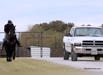 Friesian horses, Gelding, 6 years, 15,2 hh, Black