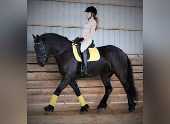 Friesian horses, Gelding, 6 years, 15,2 hh, Black