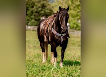 Friesian horses, Gelding, 6 years, 15.2 hh, Tobiano-all-colors