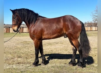 Friesian horses, Gelding, 6 years, 15.3 hh, Bay