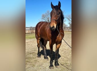 Friesian horses, Gelding, 6 years, 15.3 hh, Bay