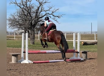 Friesian horses, Gelding, 6 years, 15.3 hh, Bay