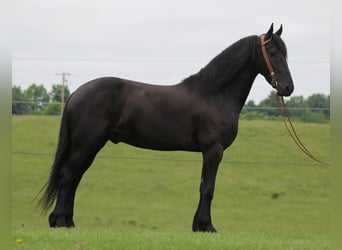 Friesian horses, Gelding, 6 years, 15.3 hh, Black