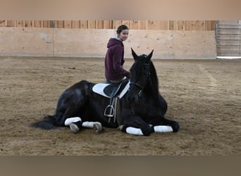 Friesian horses, Gelding, 6 years, 15.3 hh, Black