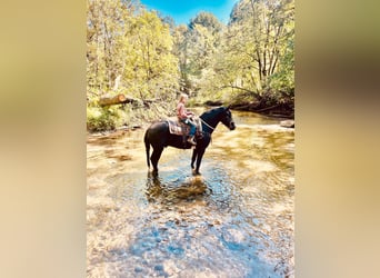 Friesian horses, Gelding, 6 years, 15,3 hh, Black