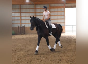Friesian horses, Gelding, 6 years, 15.3 hh, Black