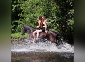 Friesian horses, Gelding, 6 years, 15.3 hh, Black