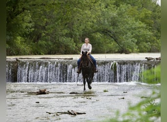 Friesian horses, Gelding, 6 years, 15.3 hh, Black