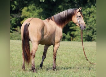 Friesian horses, Gelding, 6 years, 15.3 hh, Buckskin
