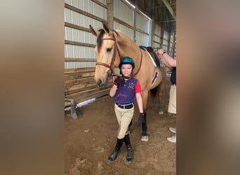 Friesian horses, Gelding, 6 years, 15.3 hh, Buckskin