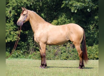 Friesian horses, Gelding, 6 years, 15.3 hh, Buckskin