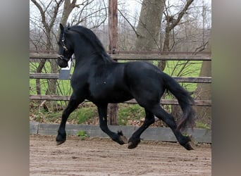 Friesian horses, Gelding, 6 years, 15.3 hh, Smoky-Black