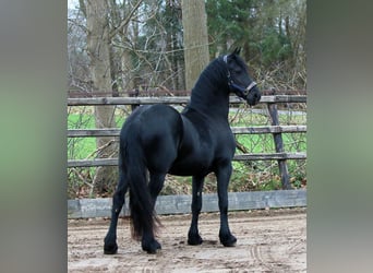 Friesian horses, Gelding, 6 years, 15.3 hh, Smoky-Black
