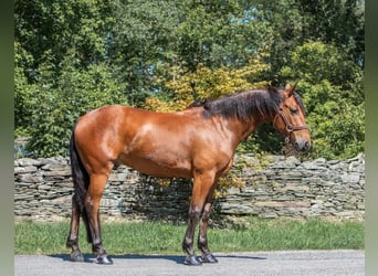 Friesian horses, Gelding, 6 years, 15 hh, Bay
