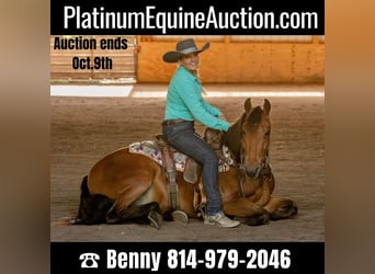 Friesian horses, Gelding, 6 years, 15 hh, Bay