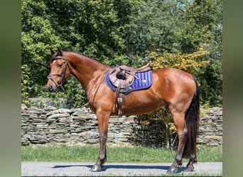 Friesian horses, Gelding, 6 years, 15 hh, Bay