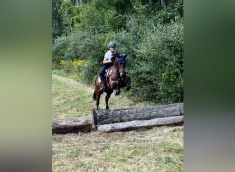 Friesian horses, Gelding, 6 years, 15 hh, Bay