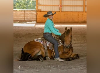 Friesian horses, Gelding, 6 years, 15 hh, Bay