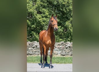 Friesian horses, Gelding, 6 years, 15 hh, Bay