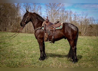 Friesian horses, Gelding, 6 years, 15 hh, Black