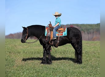 Friesian horses, Gelding, 6 years, 15 hh, Black