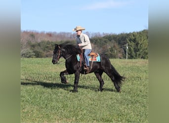 Friesian horses, Gelding, 6 years, 15 hh, Black