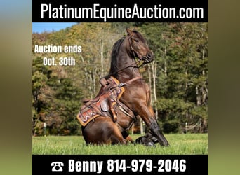 Friesian horses, Gelding, 6 years, 15,1 hh, Bay