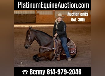 Friesian horses, Gelding, 6 years, 15,1 hh, Bay
