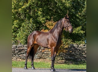 Friesian horses, Gelding, 6 years, 15,1 hh, Bay