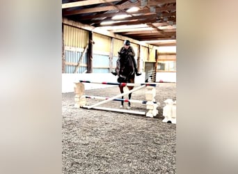 Friesian horses, Gelding, 6 years, 15,1 hh, Bay