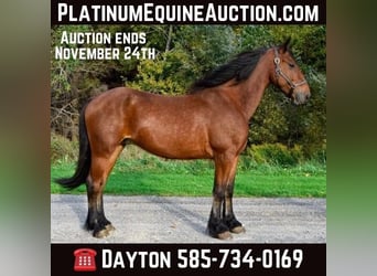 Friesian horses, Gelding, 6 years, 15,1 hh, Bay