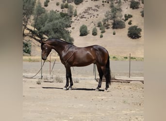Friesian horses, Gelding, 6 years, 15,1 hh, Bay