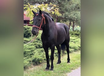 Friesian horses Mix, Gelding, 6 years, 15,1 hh, Black