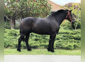 Friesian horses Mix, Gelding, 6 years, 15,1 hh, Black