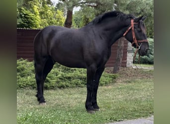 Friesian horses Mix, Gelding, 6 years, 15,1 hh, Black Friesian horses Mix, Gelding, 6 years, 15,1 hh, Black