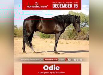 Friesian horses Mix, Gelding, 6 years, 15,1 hh, Black