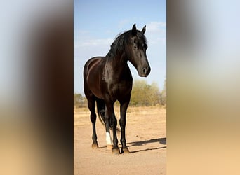Friesian horses, Gelding, 6 years, 15,1 hh, Black