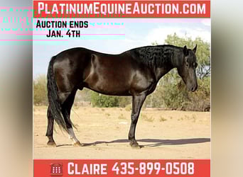 Friesian horses, Gelding, 6 years, 15,1 hh