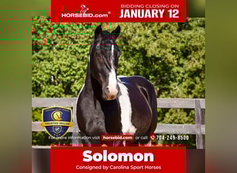 Friesian horses Mix, Gelding, 6 years, 15,2 hh, Pinto