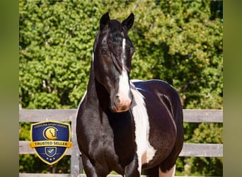 Friesian horses Mix, Gelding, 6 years, 15,2 hh, Pinto
