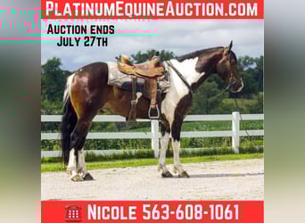 Friesian horses, Gelding, 6 years, 15,2 hh, Tobiano-all-colors