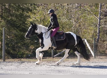 Friesian horses Mix, Gelding, 6 years, 15,2 hh
