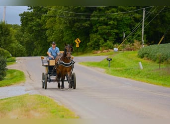 Friesian horses, Gelding, 6 years, 15,3 hh, Bay