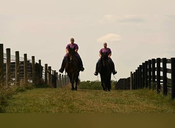 Friesian horses, Gelding, 6 years, 15,3 hh, Bay