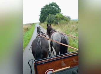 Friesian horses Mix, Gelding, 6 years, 15,3 hh, Black