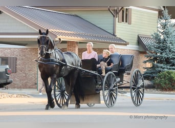 Friesian horses, Gelding, 6 years, 15,3 hh, Black