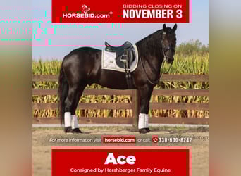 Friesian horses, Gelding, 6 years, 15,3 hh, Black