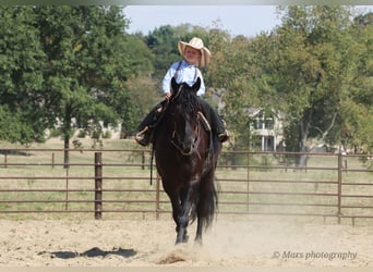 Friesian horses, Gelding, 6 years, 15,3 hh, Black