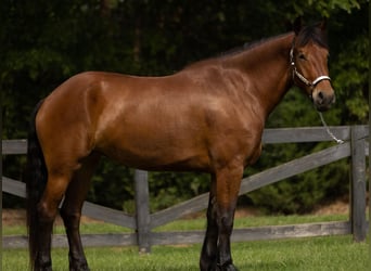 Friesian horses, Gelding, 6 years, 16,1 hh, Bay